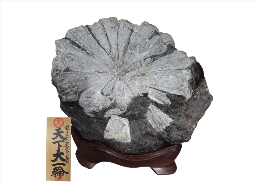 根尾谷産 菊花石3点「天下大一輪・泉花浄心・菊寿峰」を買取致しました  